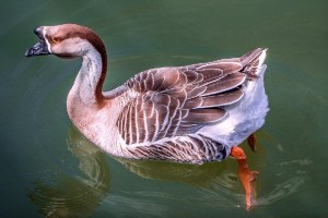 domestic geese breeds