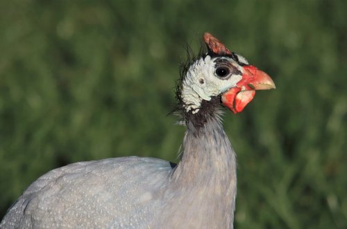 guinea fowl sound noise and calls