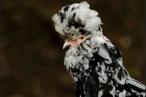 Houdan Chicken Breed - Learn About the White and Mottled Houdan