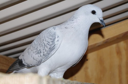 ice pigeon breed