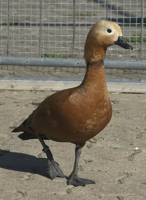 orpington duck buff