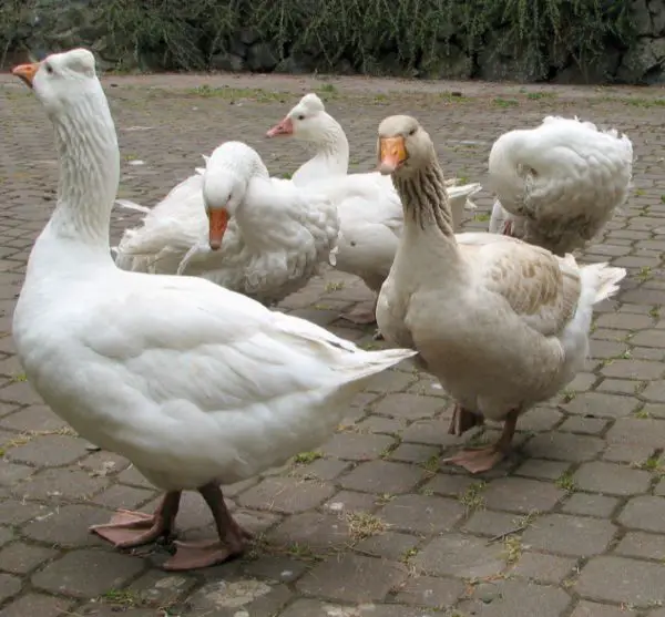 tufted roman goose