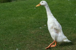 domesticated breeds of ducks