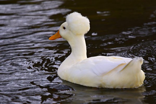 white crested duck with afro