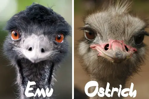 Emu vs Ostrich - What's the Difference Between an Ostrich and an Emu