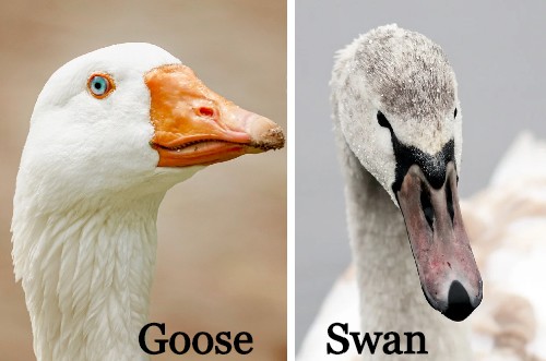 goose vs swan differences