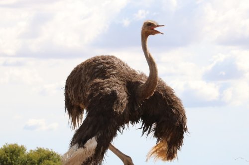 Can Ostrich Fly