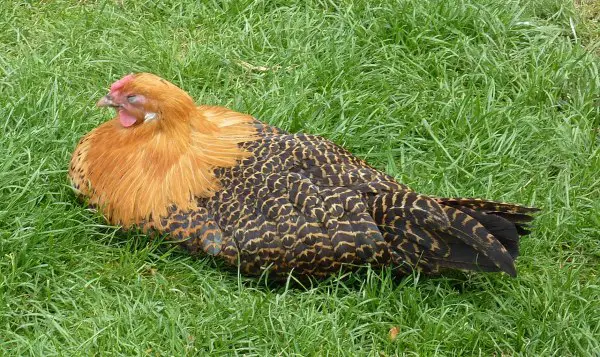 Deathlayer chicken (Westfalische Totleger)