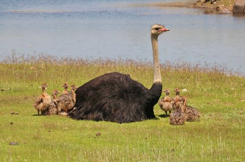 Ostrich Diet - What Does The Ostrich Eat?