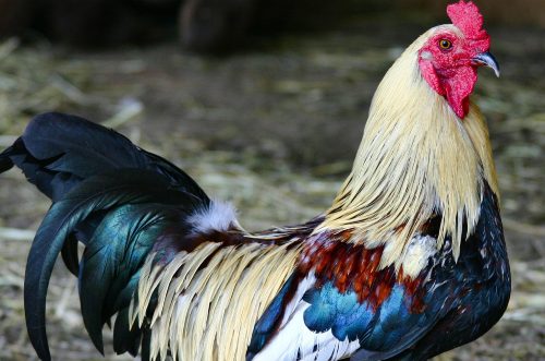 mean rooster, aggressive rooster attacks 