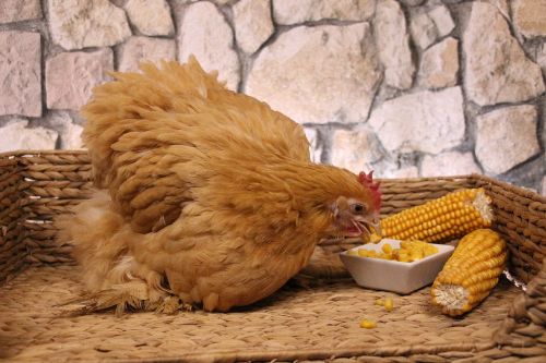 Can Chickens Eat Corn on the Cob