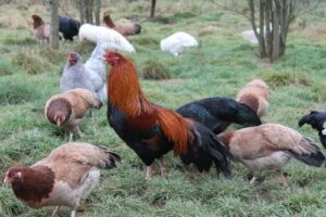 8 Ways How To Stop Chickens Eating Eggs - ChickenMag