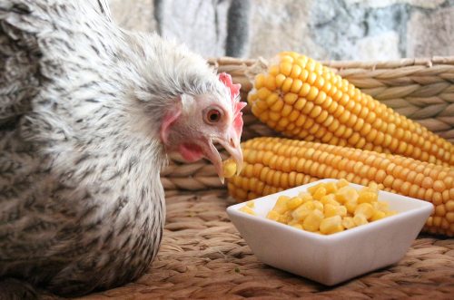 Chicken Eating Corn