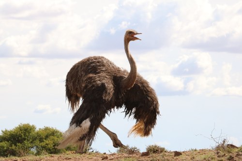 do Ostriches Fly - Ostrich Flying Facts