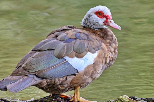 duck for eating and meat duck breeds
