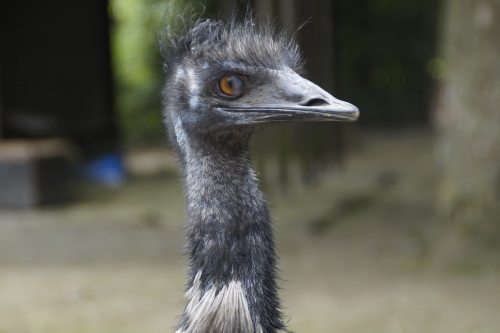 emu as a pet