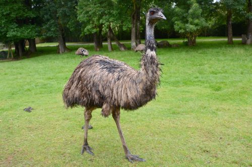 Raising An Emu as a Pet - What Are They Good For? - ChickenMag