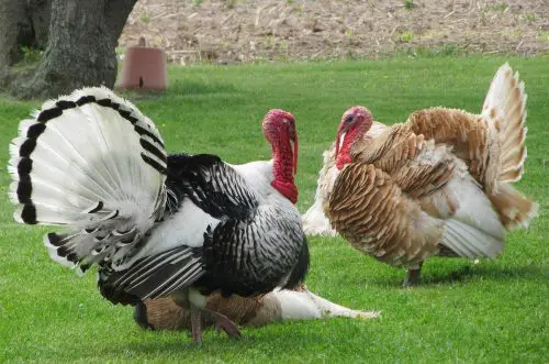 heritage turkey breeds