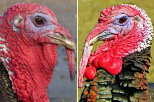 male vs female turkey