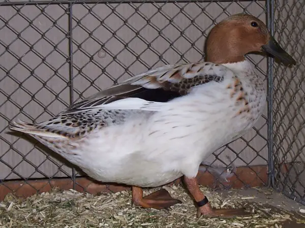 Abacot Ranger duck