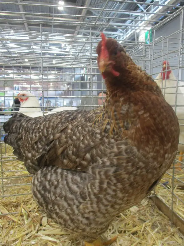 Bielefelder Chicken