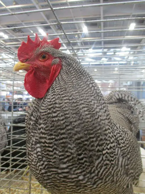 Bielefelder Chicken