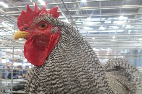 Bielefelder Chicken - Eggs, Size, Colors, For Sale Info And More