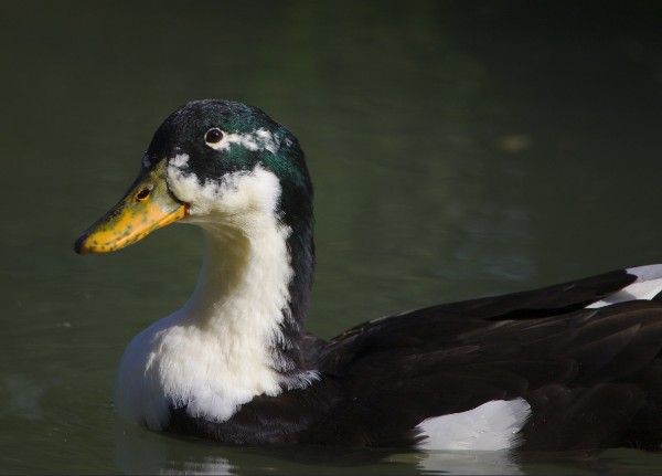 Duclair Duck 