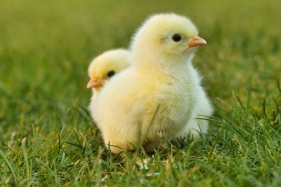 cost of raising chickens
