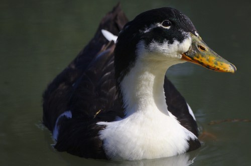 Duclair Duck