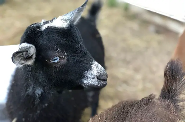Nigerian Dwarf Goat For Sale and Breeders