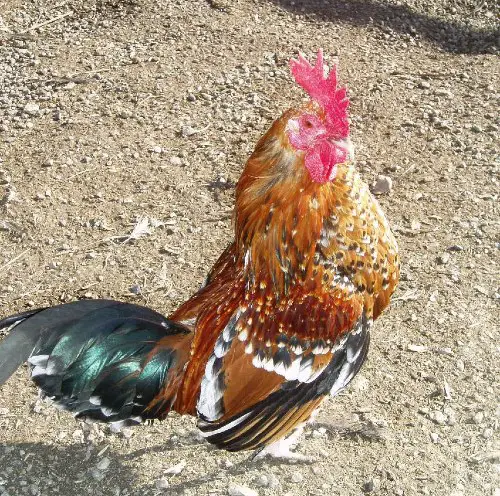 Olandsk Dwarf chicken rooster