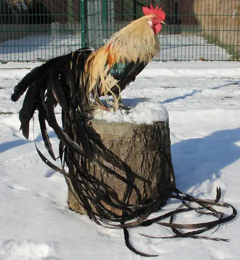 Onagadori one of the rarest chicken breeds