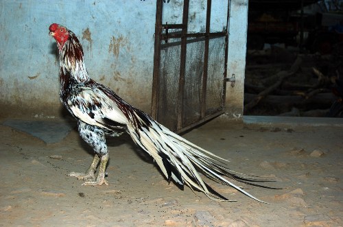 aseel or asil chicken breed