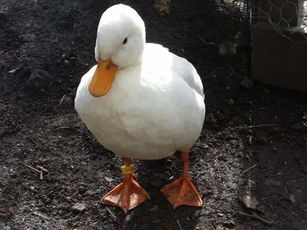 call duck as a pet