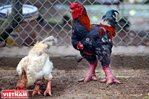 Dong Tao Chicken - The Dragon Chicken Breed - ChickenMag