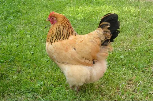 hedemora chicken - cold hardy chicken breed, best for cold weather