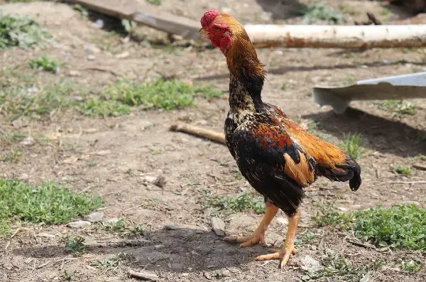 Shamo chicken