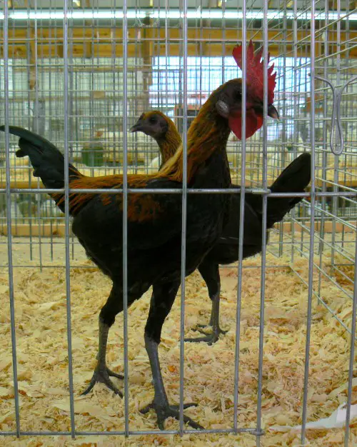 most aggressive chicken breeds in the world