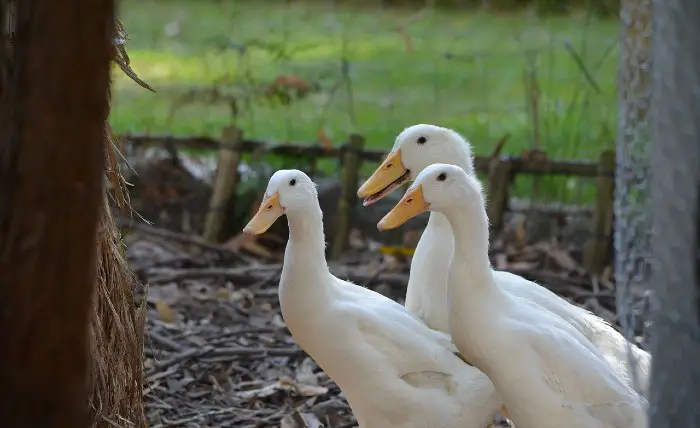 Pekin ducks