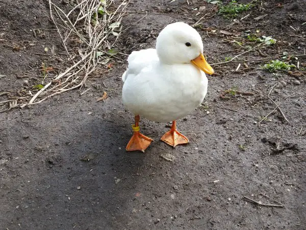call duck as a pet and colors