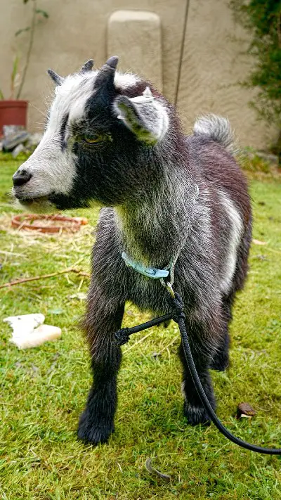 pygmy goat for sale near me