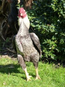 Shamo Chicken Breed - This Is Why It Isn't For Everybody - ChickenMag