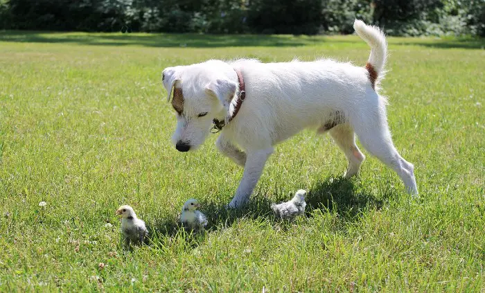 How to Train Your Dog to Not Attack Chickens