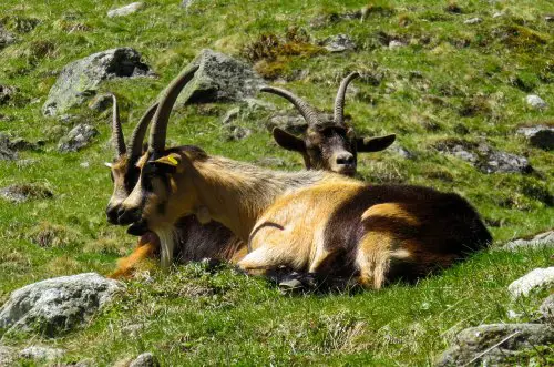 Are Mountain Goats Dangerous? - Avoid Mountain Goat Attacks