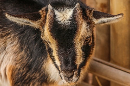 What Do Nigerian Dwarf Goats Eat?