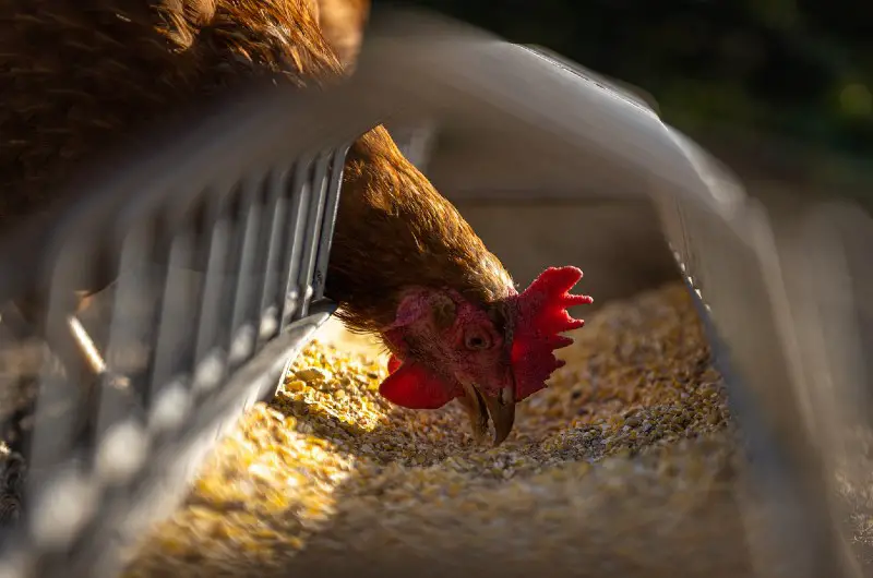 best chicken feed for quality eggs