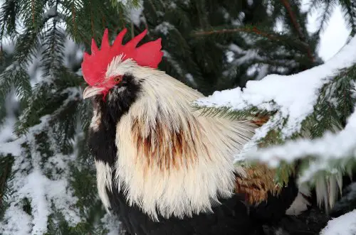 cold hardy chicken breeds