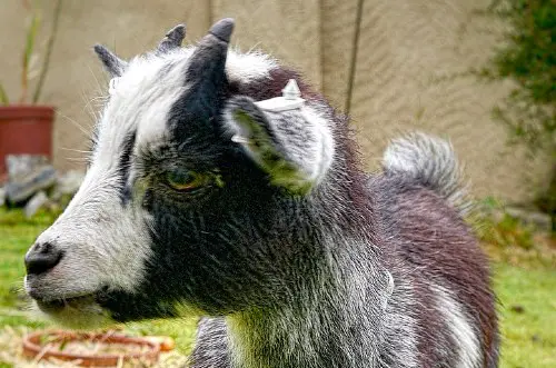 amazing facts about pygmy goat