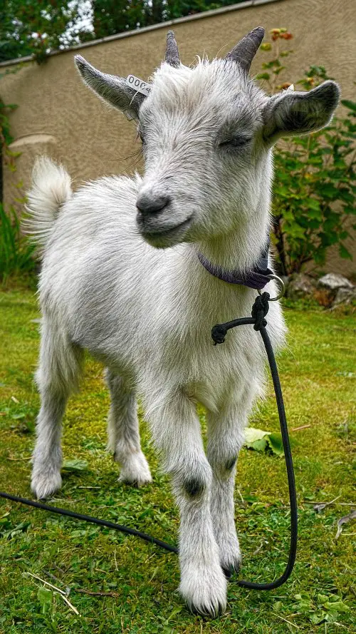 pygmy goat facts